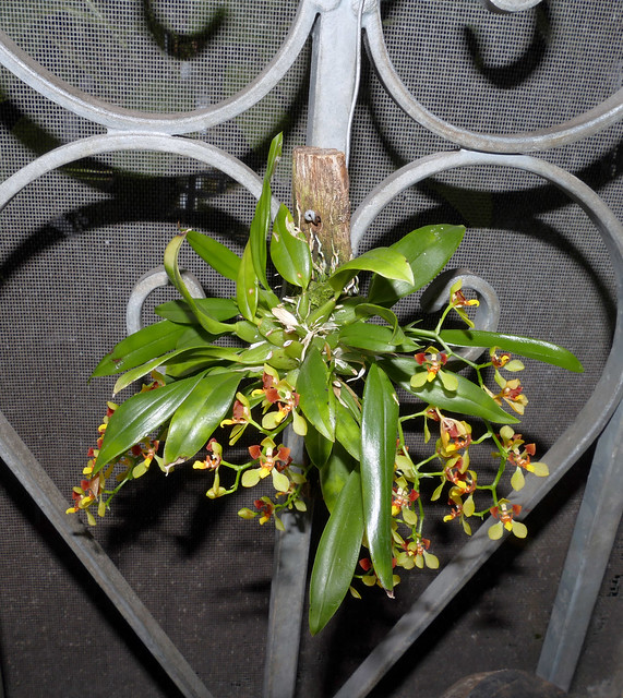 Gomesa (Oncidium) colorata species orchid