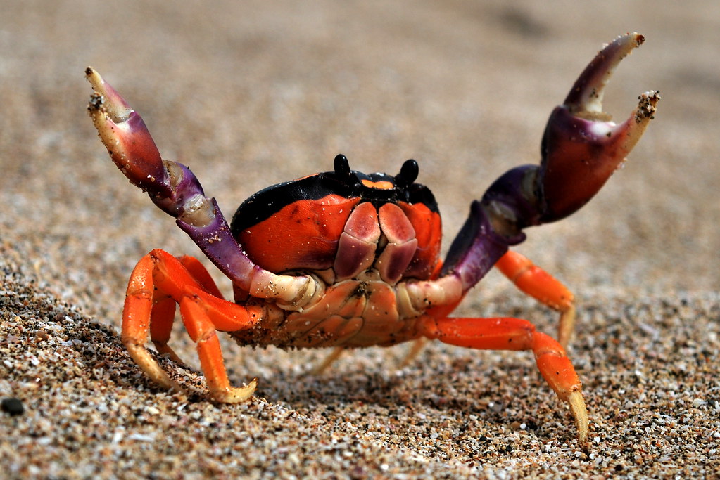 O cangrexo que bailaba muiñeira - The crab that danced 