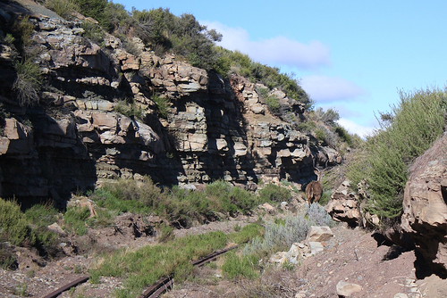 südafrika southafrica easterncape lootsbergpass lootsberg felsen rock tier animal kudu