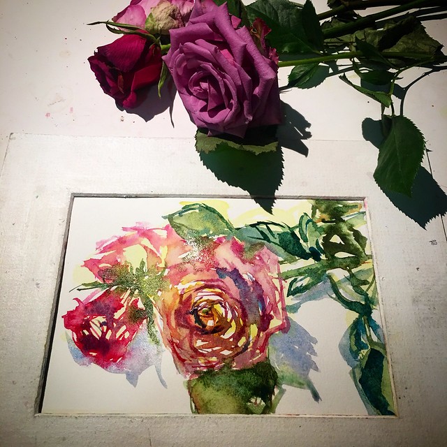 Day 847. The #rose #painting for today. #watercolour #watercolourakolamble #sketching #stilllife #flower #art #fabrianoartistico #hotpress #paper #dailyproject
