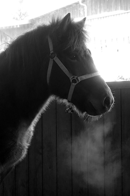 Islandic Horse I