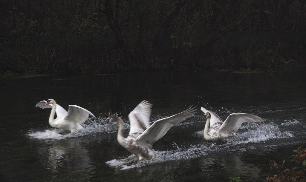 swans landing on the River Itchen