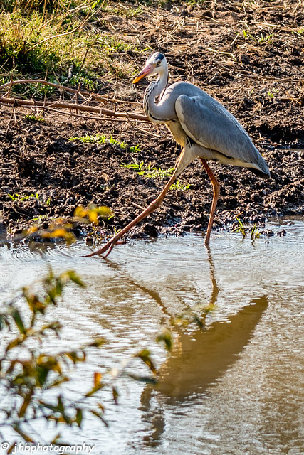 Grey Heron - Kruger National Park - South Africa -Summer 2017-686.jpg