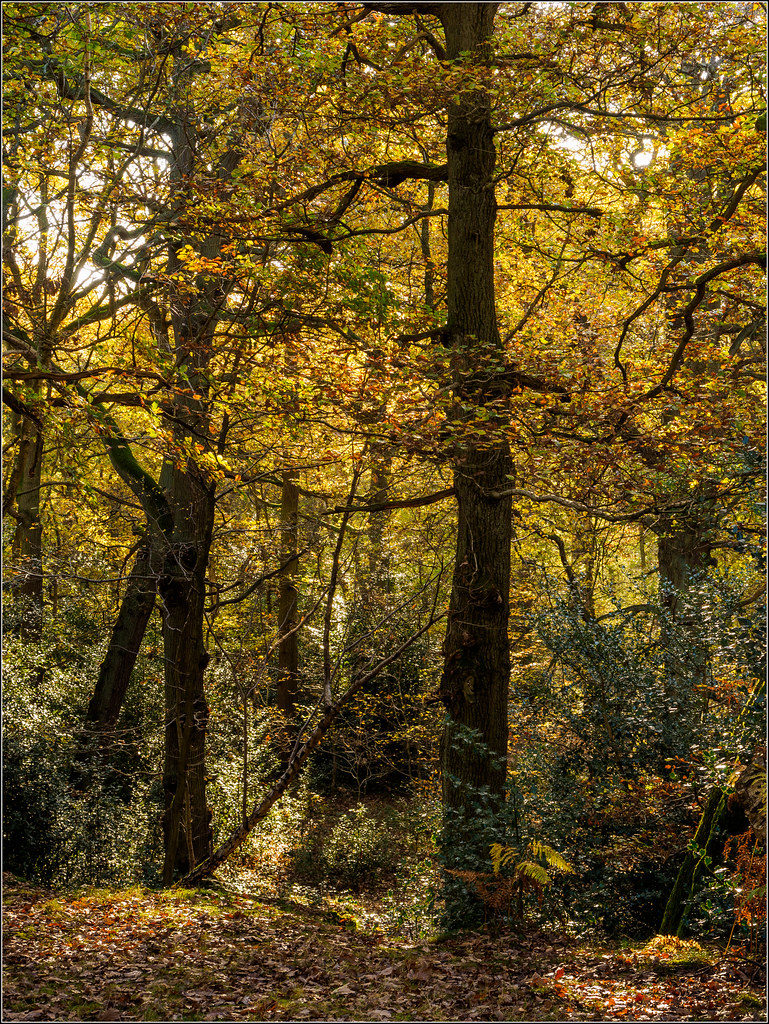 Swithland Wood | Phil McIver | Flickr