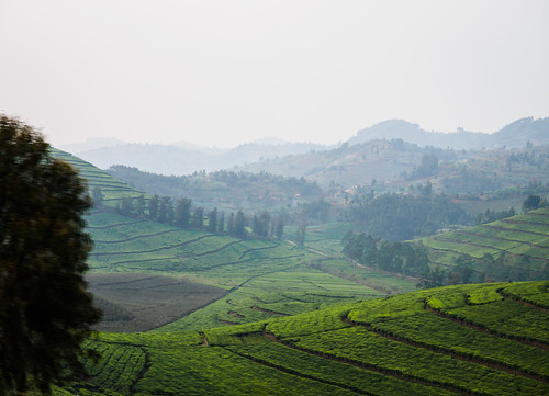 rwanda paysage landscape road tea nature westernprovince rw