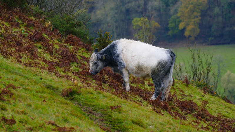 Grazing among the bracken