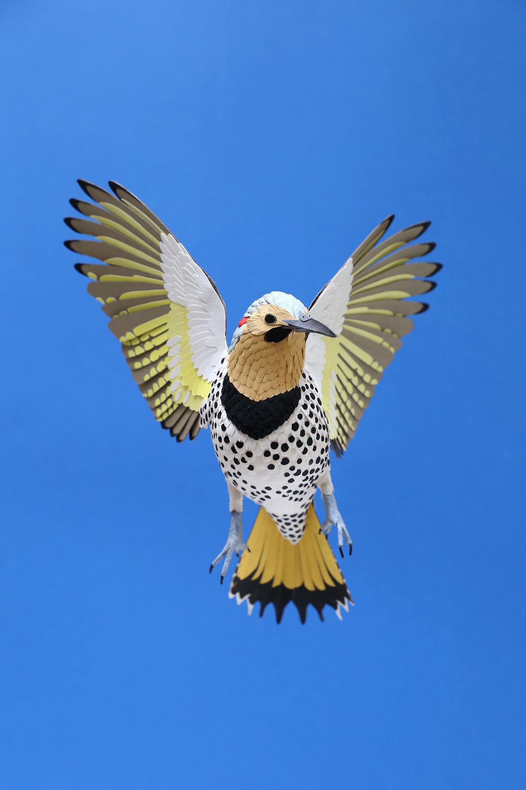 Northern flicker.