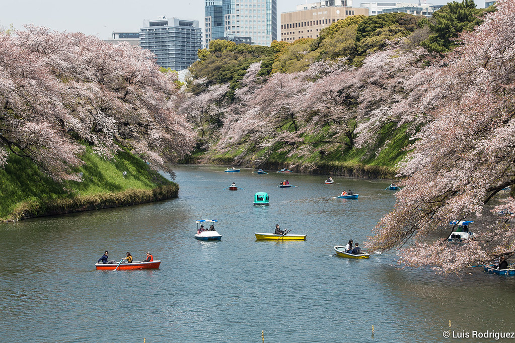 Cerezos en el foso de Chidorigafuchi