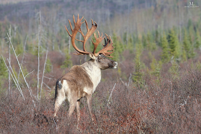 caribou forestier - woodland caribou