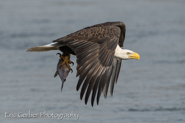 Eagle WIth A Fish