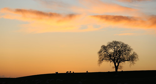 aberdeen aberdeenshire scotland flickr 2017 landscape tree potterton sunset sunrise red silhouette