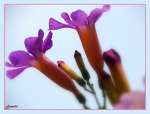 Simplicity ! | by Armelle85