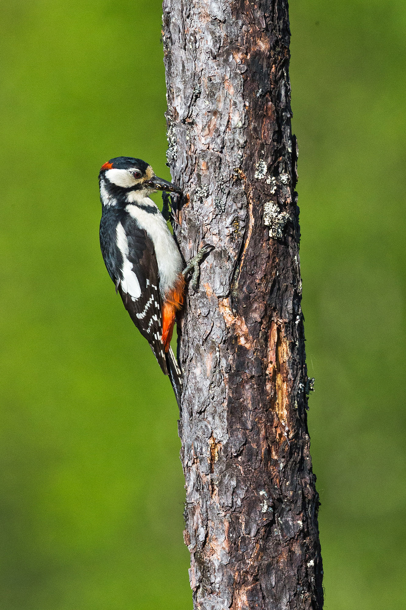 Great Spotted Woodpecker - Bears in Finland