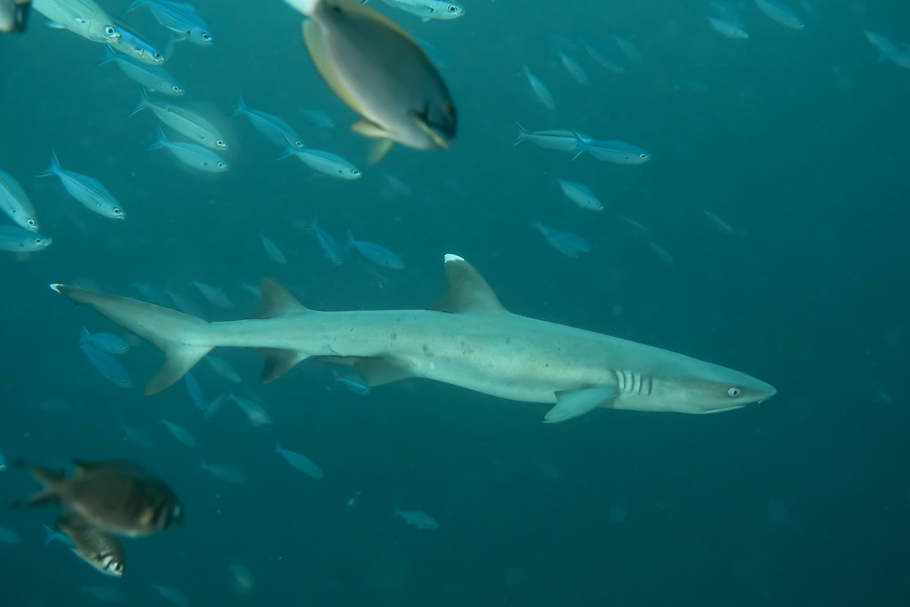 White Tip Reef Shark in drift. Squalo Pinna Bianca in Corrente. (Triaenodon Obesus).