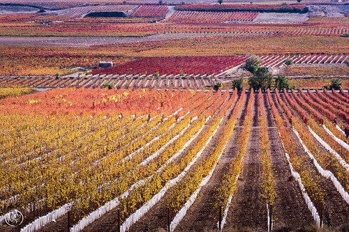 2017 d7200 flora colores nikon otoño viñas viñedos alfaro larioja españa