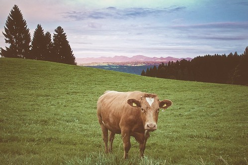 allgäu berge germany kuh cattle animal wiese baumgruppe sunset sonnenuntergang abends abendrot