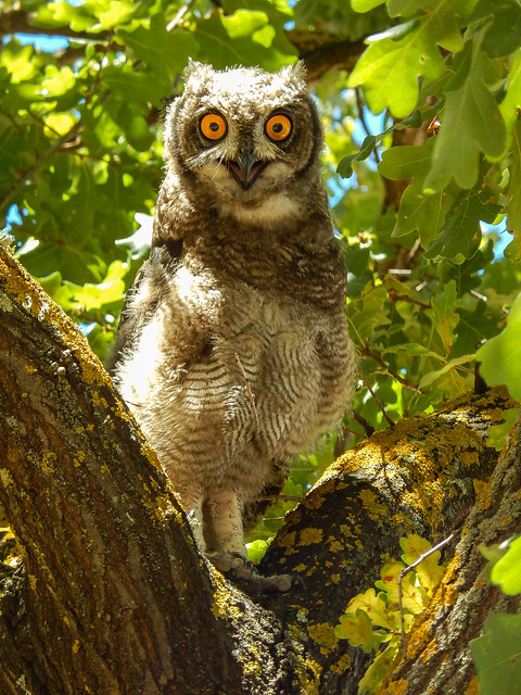 young Owl