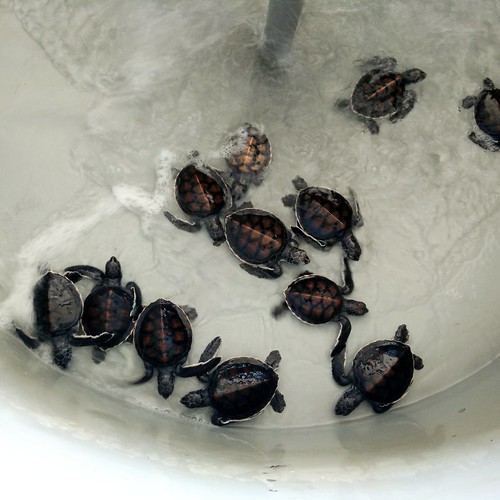 terengganu rantauabang turtlesantuary