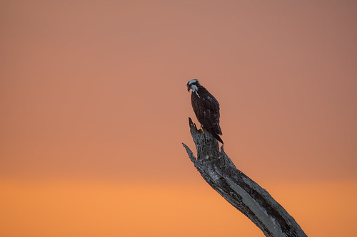 osprey bird perch sunrise nature wildlife weatheredwood stump mudlake armandbayou pasadena texas kayakphotography gseloff
