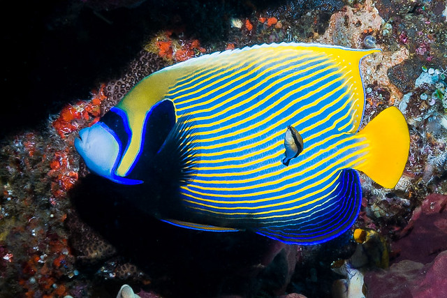 Emperor Angelfish, Eastern form - Pomacanthus imperator