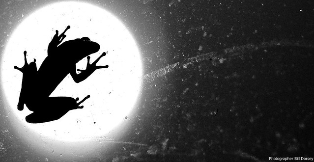 Silhouette; tree frog on glass