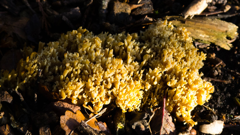 Clump of coral fungus, Bridgnorth