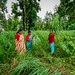 Women harvesting lemongrass