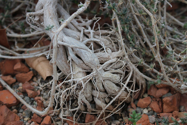 Trichodiadema bulbosum (Haw.) Schwant. - Orto Botanico di Cagliari - Sardinia