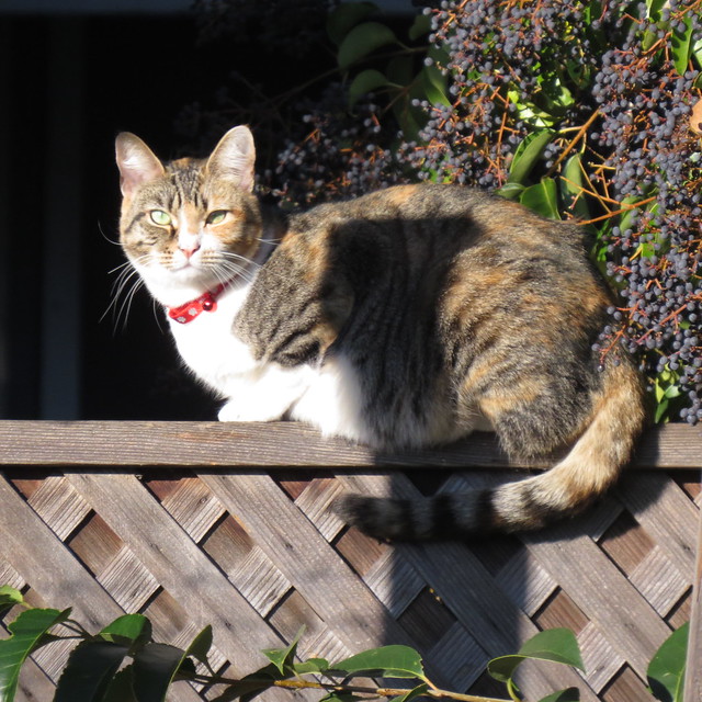 cat on fence 12 13 17