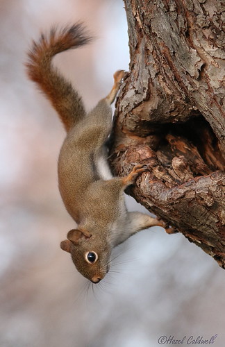 Red Squirrel | by hazelcaldwell