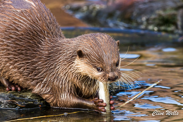 Asian Short Clawed Otter holding food