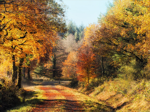 autumn autumncolours trees forest woods walk trail northdevon devon westcountry photostitch