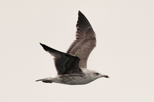 Lesser Black-backed Gull (graellsii) - 2nd winter - October - UK