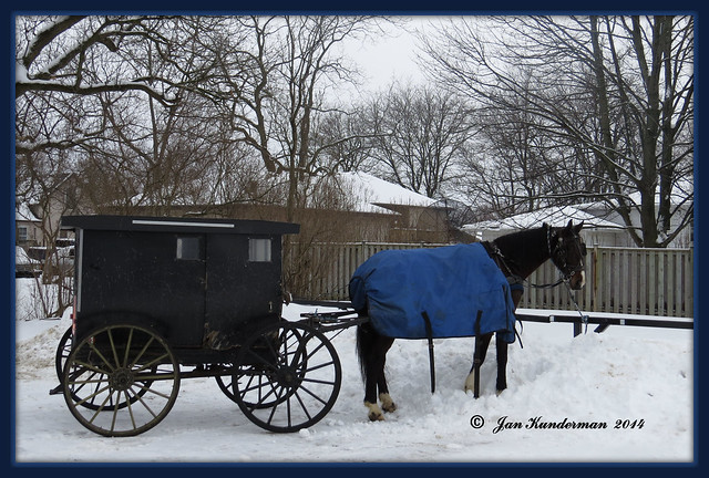 2014 0008 Amish Horse & buggy