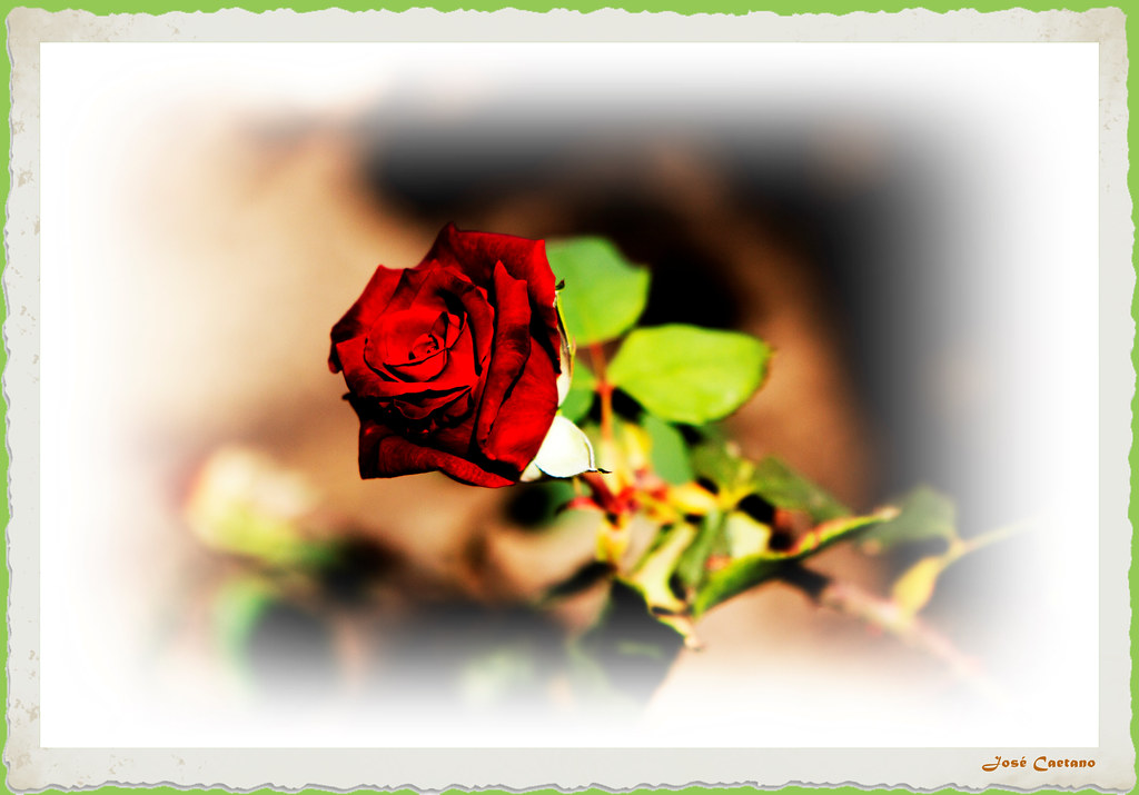 IMG_4264_Red Rose