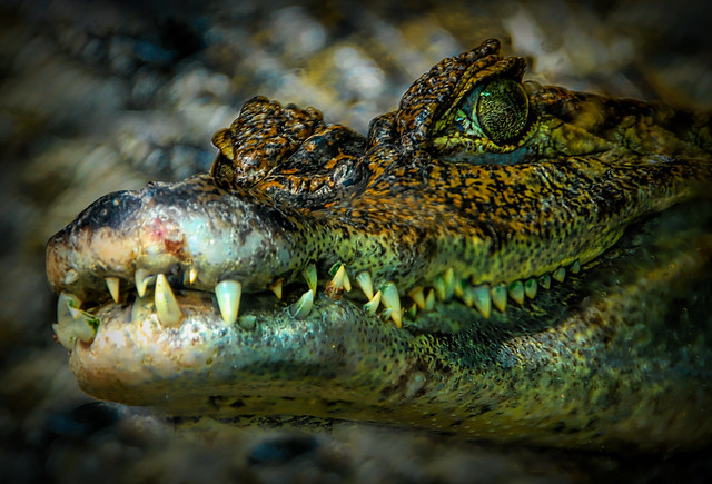 crocodile's smile