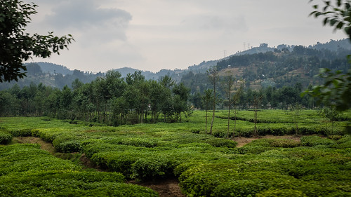 rwanda landscape gisenyi road northernprovince rw