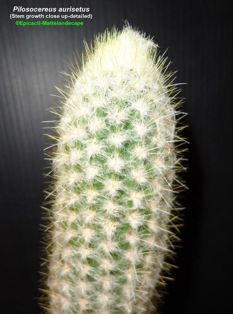 Pilosocereus aurisetus (Growth example-stem growth detailed pic #2)