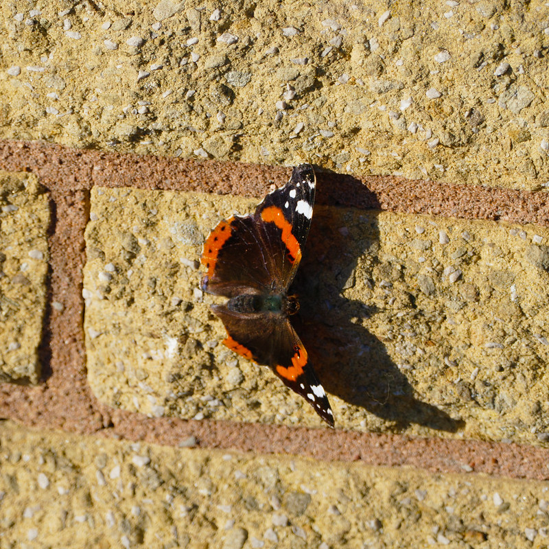 Autumn butterfly on a stone wall