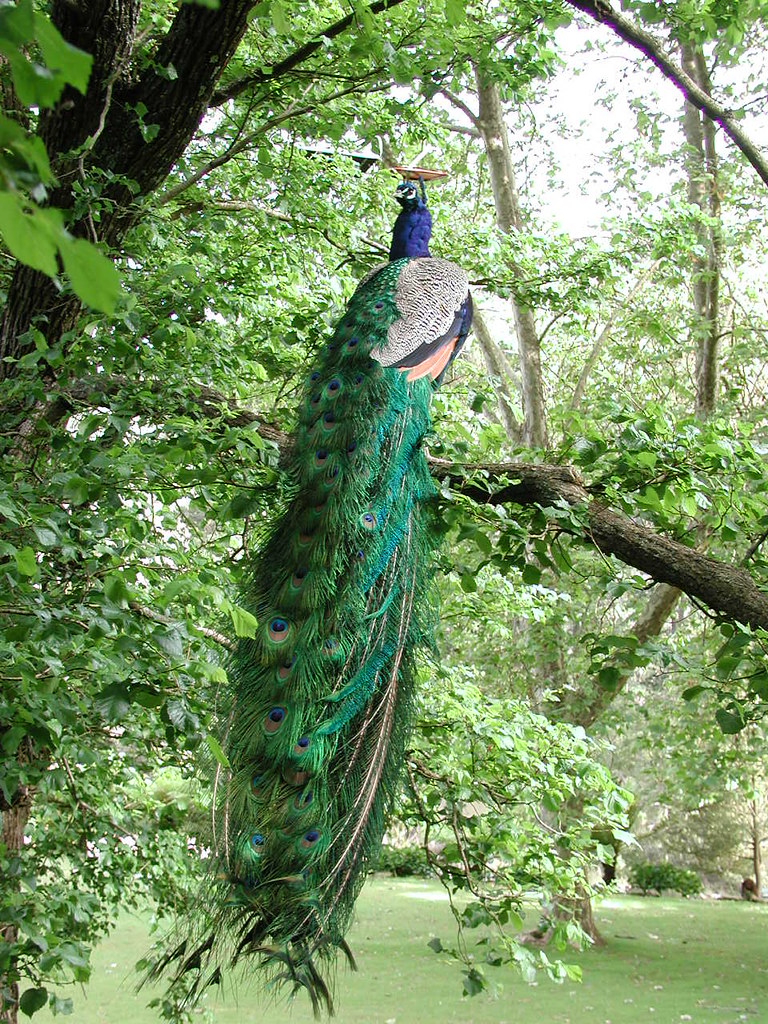 Tasi-240 the peacock hops up into a tree..