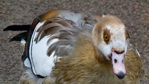 Egyptian goose on path, West Park
