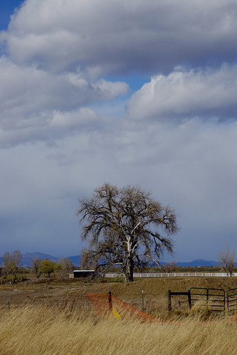 cottonwood tree clouds sky cottonwoodtree cottonwoodtrees fence farm whitefence cloudy