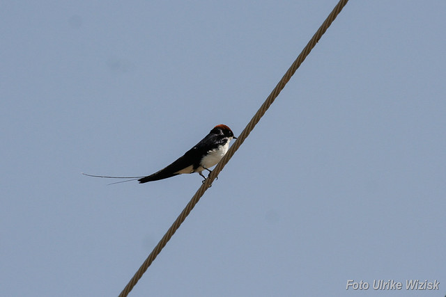 0750 Asiat. Rotkappenschwalbe - Asian Wire-tailed Swallow - Hirundo smithii filifera