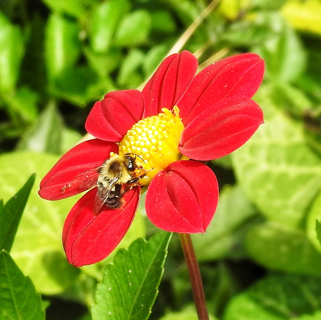 Bee on Dahlia