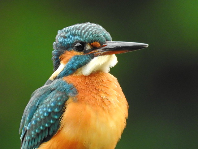 Common Kingfisher-2 (翠鳥)