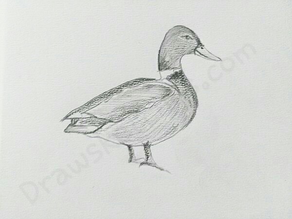 1,115 Duck Realistic Drawing Images, Stock Photos, 3D objects, & Vectors |  Shutterstock