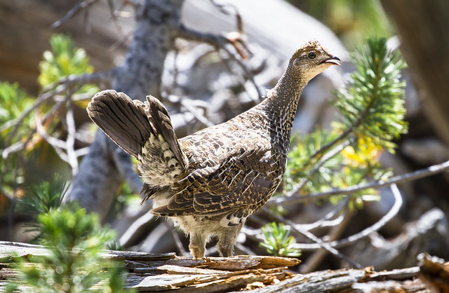 Ruffed Grouse in the Undergrowth
