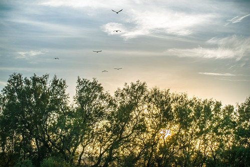 Grey herons flying back to sleep by JAVL, At sunset, groups of grey herons fly back to the main lagoon in Fuente de Piedra to spend the night,