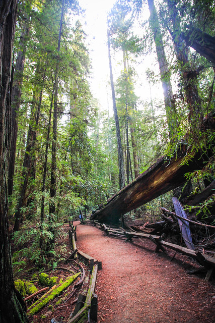 Path in Armstrong Redwoods State Natural Reserve, Ca