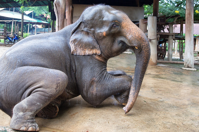 Elephant Park in Thailand